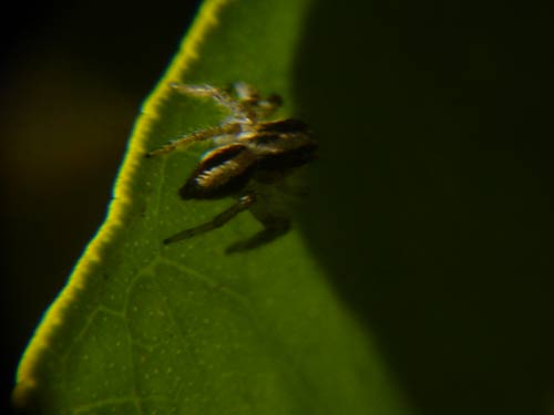 http://hifolio.com/logger/1/aranha.jpg