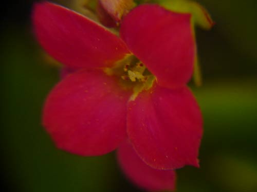 http://hifolio.com/logger/1/flor1.jpg