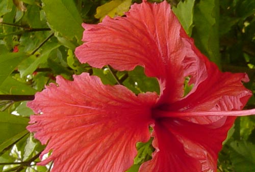 http://hifolio.com/logger/1/flor2.jpg