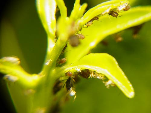 http://hifolio.com/logger/1/flormigas2.jpg