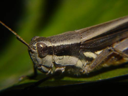 http://hifolio.com/logger/1/gafanhoto.jpg