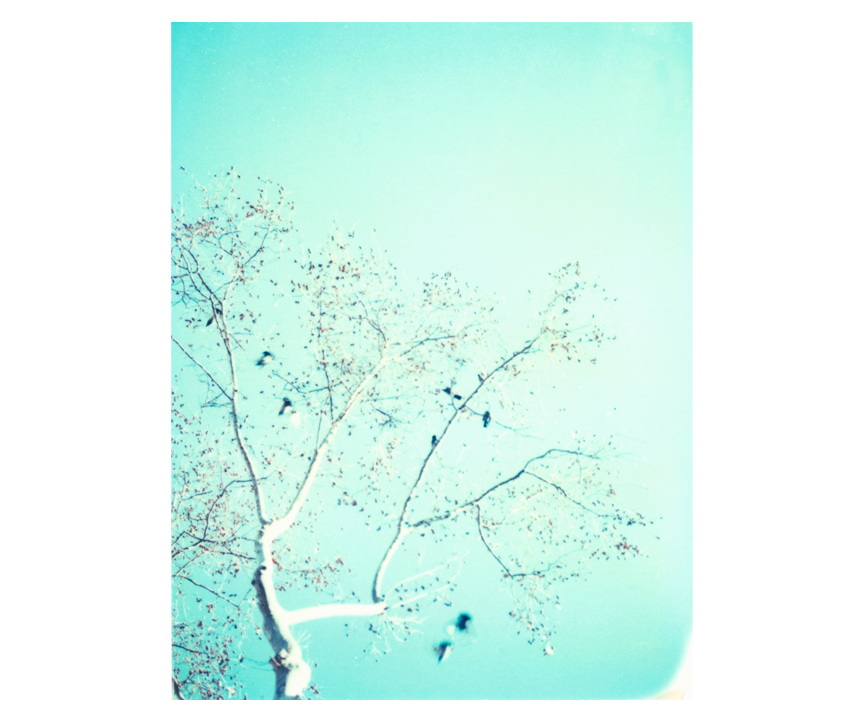Flyingaway_cduarte_03.jpg