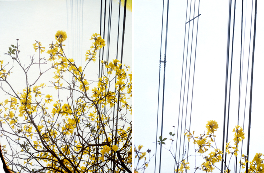 Flyingaway_cduarte_09.jpg