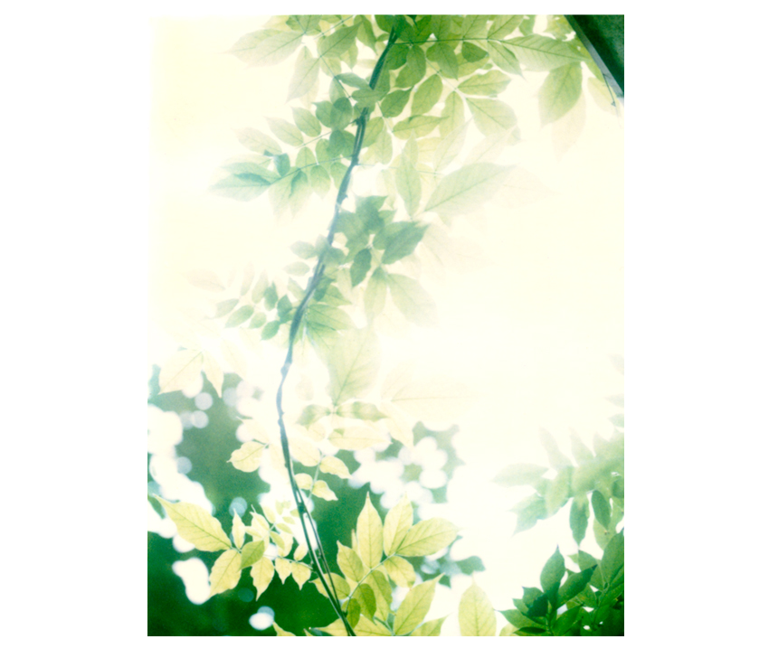 Flyingaway_cduarte_12.jpg