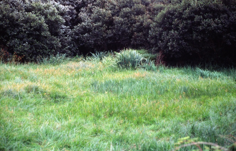 verde.jpg