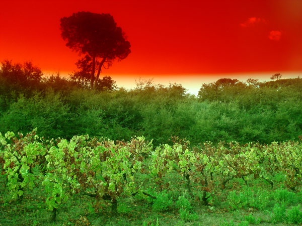 030_carvalhal_da_azoia.jpg