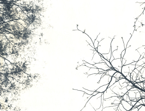 Leaves06.jpg