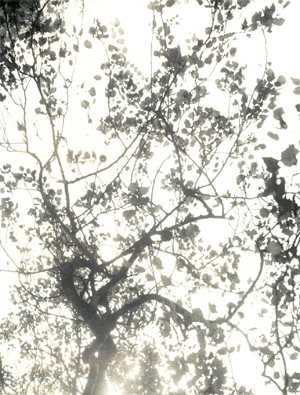 Leaves09.jpg