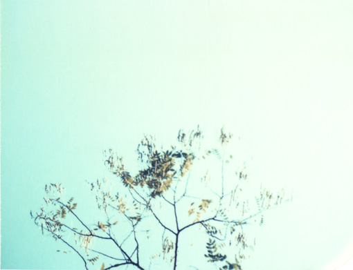 Leaves10.jpg