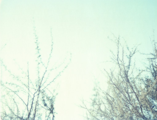 Leaves11.jpg