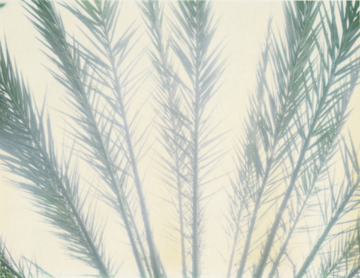Leaves12.jpg
