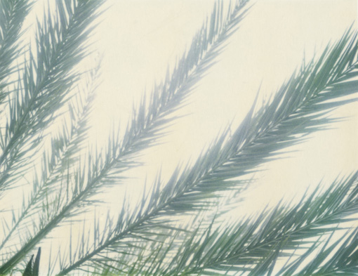Leaves13.jpg