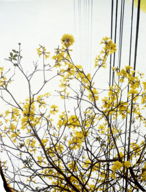 Leaves14.jpg