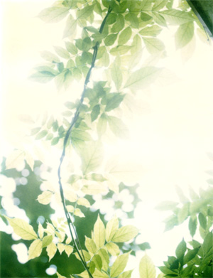 Leaves17.jpg