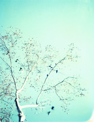 Leaves18.jpg