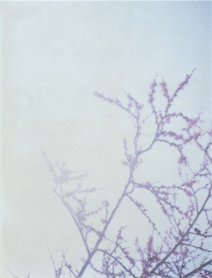 Leaves19.jpg