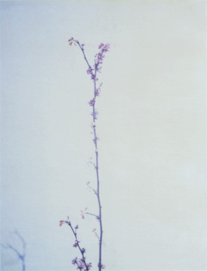 Leaves20.jpg