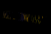 mesh-016.gif